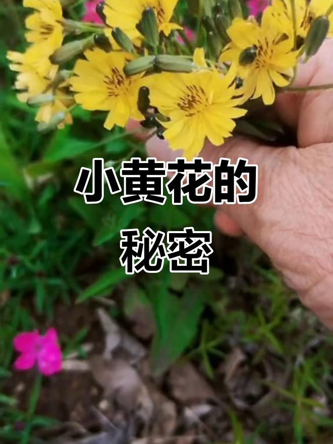 路边常见的小黄花,竟是苦菜!小兔子最爱吃的野草