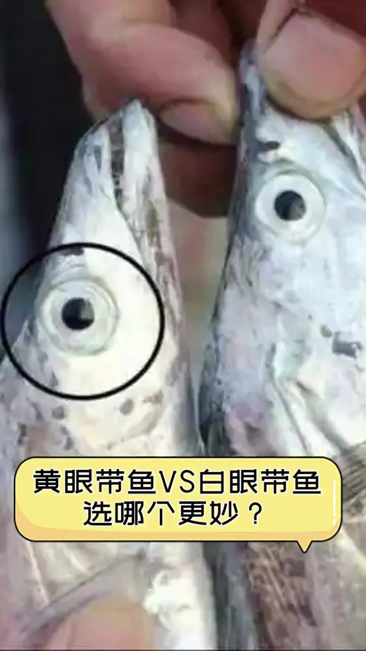 黄眼带鱼VS白眼带鱼,选哪个更妙?
