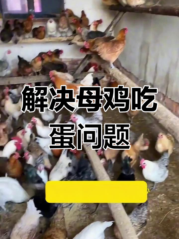 母鸡吃鸡蛋?这招解决缺钙问题