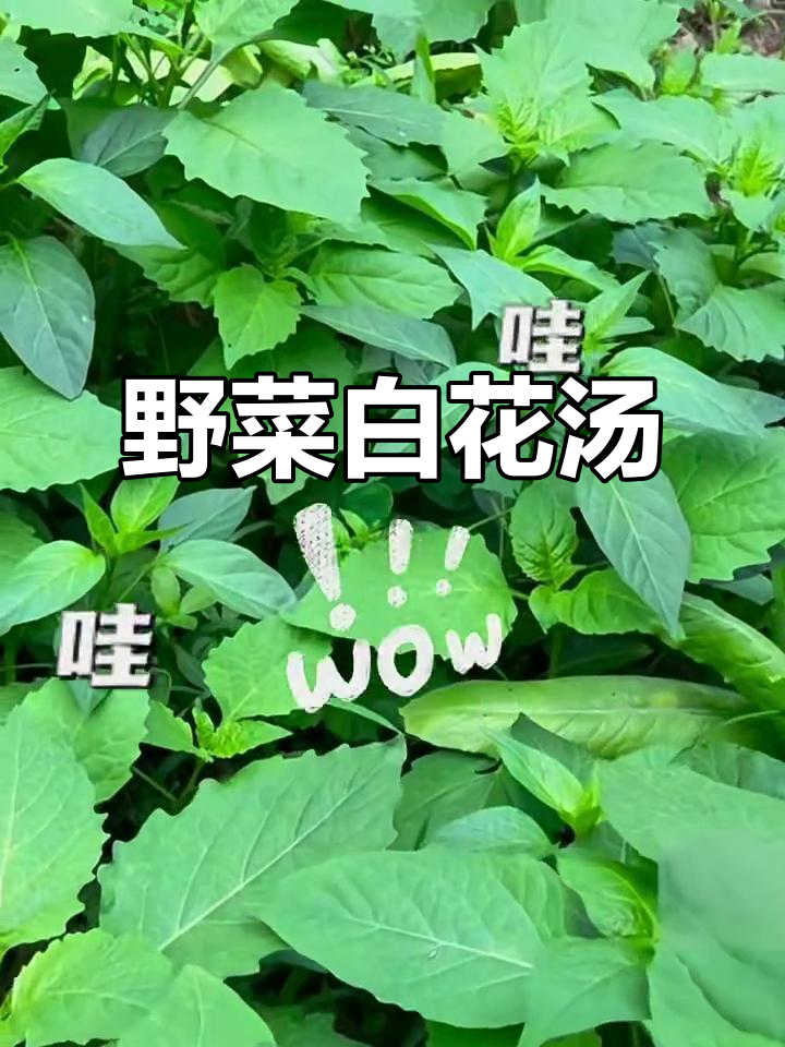 白花菜嫩绿诱人,煮汤鲜美可口