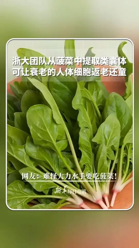 每日分享|浙大团队从菠菜中提取类囊体,可让衰老的人体细胞返老还童。网友:难怪大力水手要吃菠