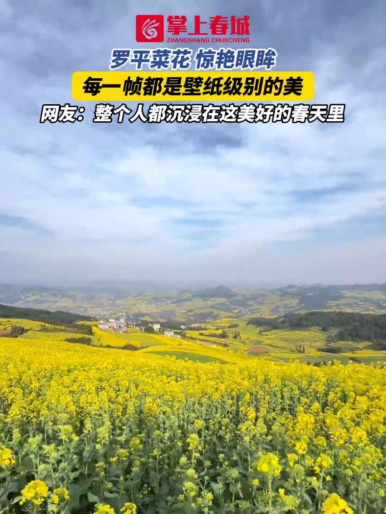 罗平菜花,惊艳眼眸,每一帧都是壁纸级别的美,网友:整个人都沉浸在这美好的春天里 油菜花 有