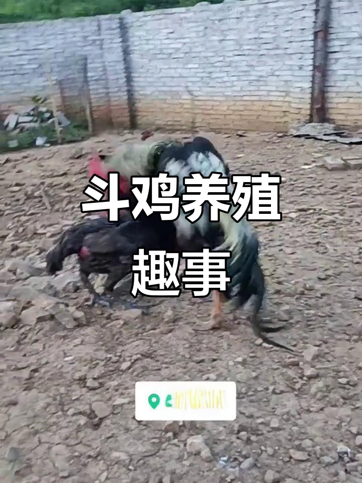 母鸡打架激烈,竟然是因为这个原因!