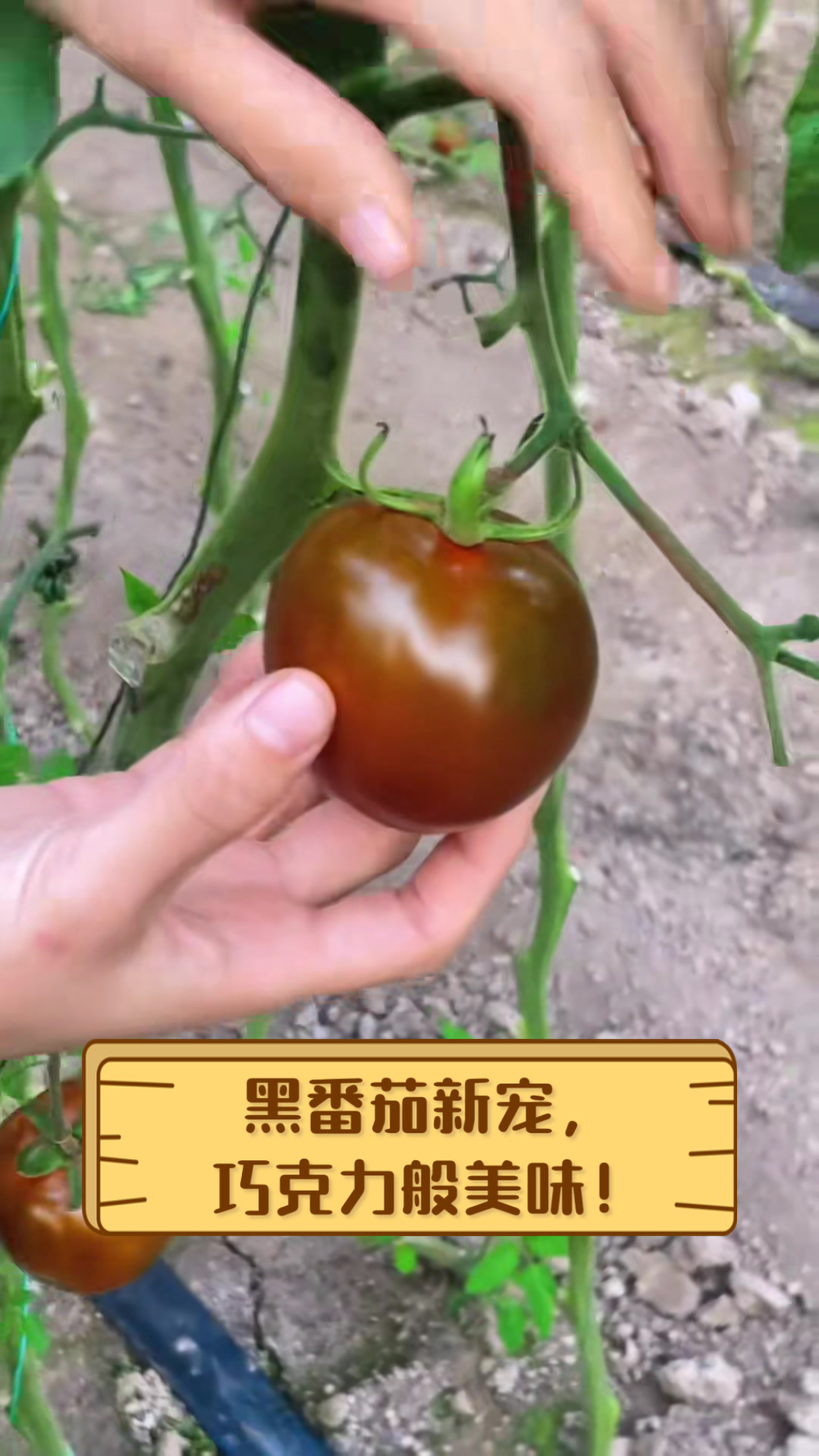 黑番茄新宠，巧克力般美味！