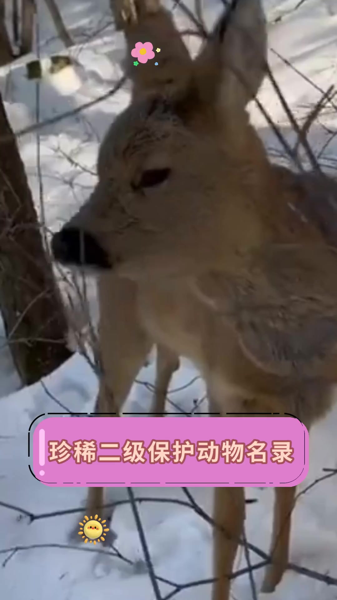 珍稀二级保护动物名录