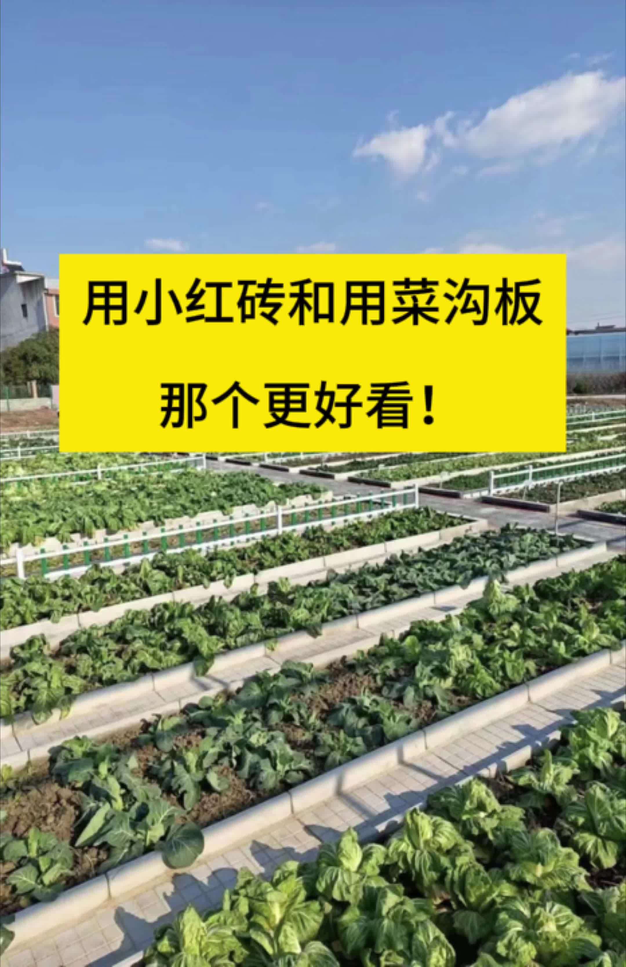 用小红砖和用菜沟板,那个更好看?农村生活 农村菜园设计 我的小菜园 菜沟板