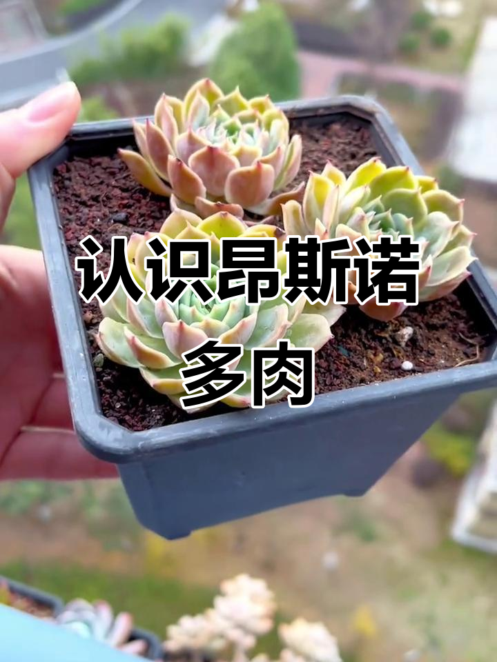 昂斯诺多肉:从嫩绿到橙粉,养护全攻略