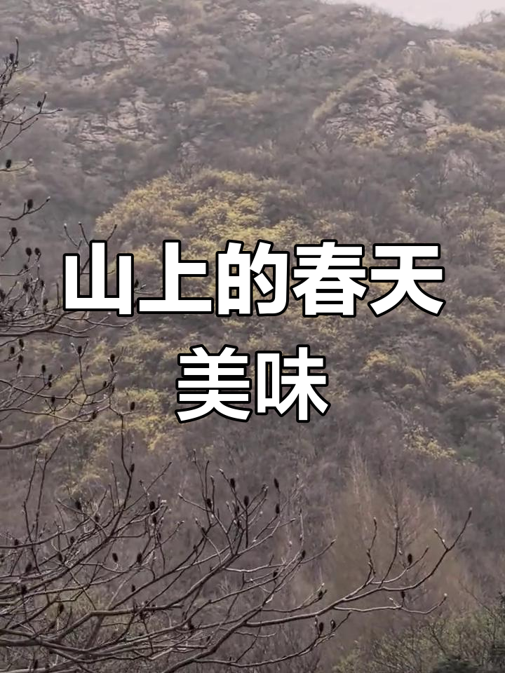 春天的味道藏在山上,野菜珍珠花正当时