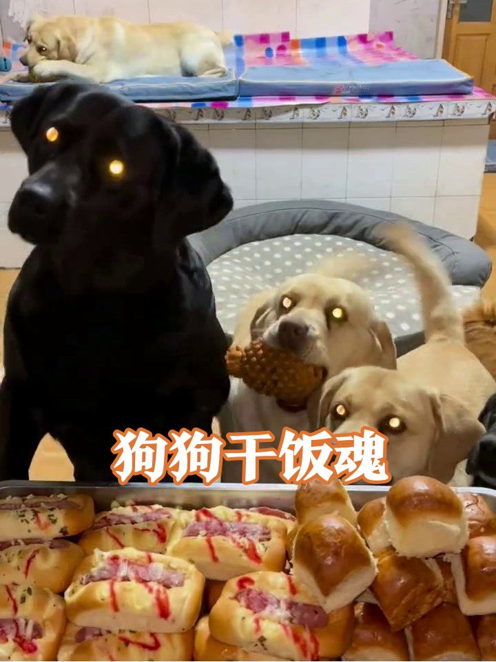 狗狗见美食集体疯魔!黑黄军团抢食大战,高台狗狗急跳脚