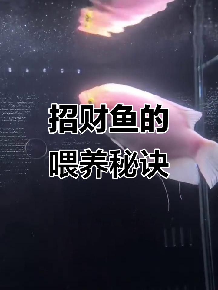 招财鱼外形威猛,喂食技巧不可忽视