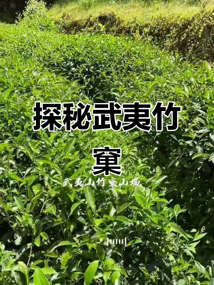 武夷竹窠:隐居避暑胜地,品大红袍与肉桂的茶香