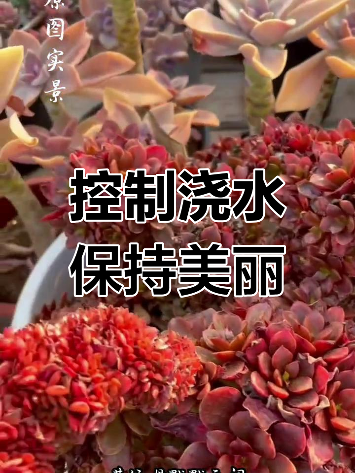 糖果缀化多肉养护技巧
