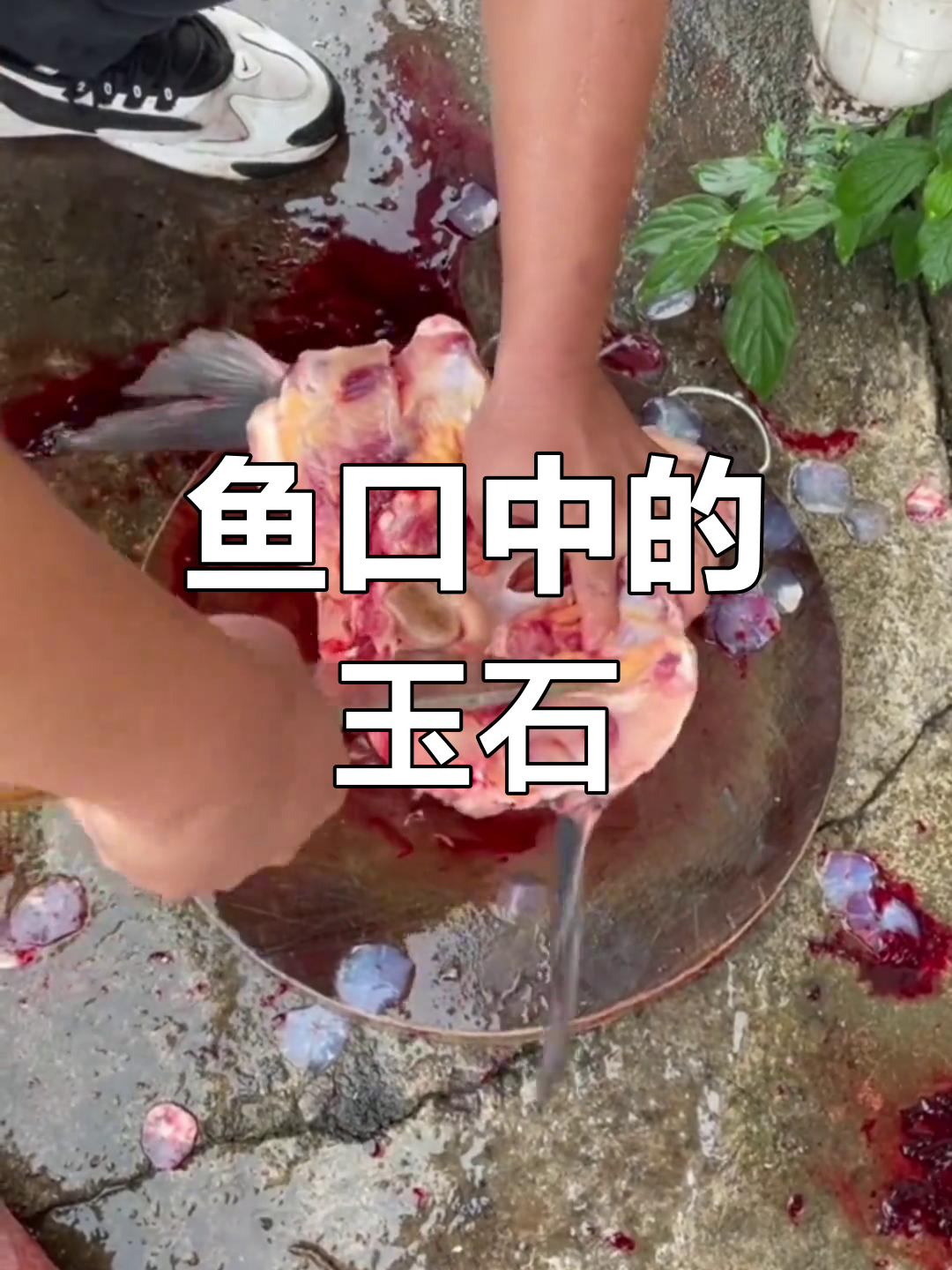 鱼嘴里的软骨,竟是活玉!