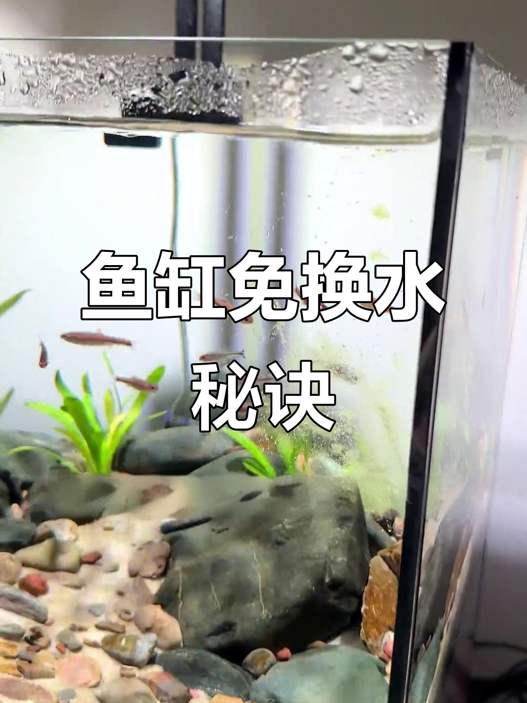 鱼缸免换水,延长清洁周期的小妙招!
