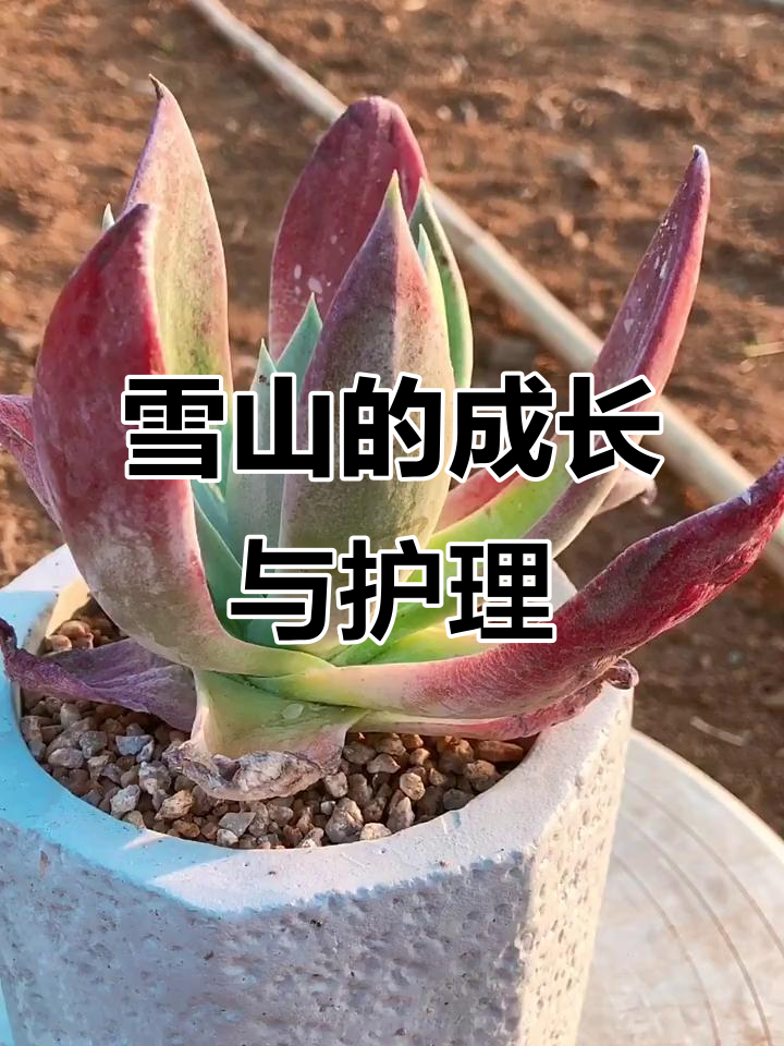 雪山多肉:从绿到红,养护技巧全揭秘