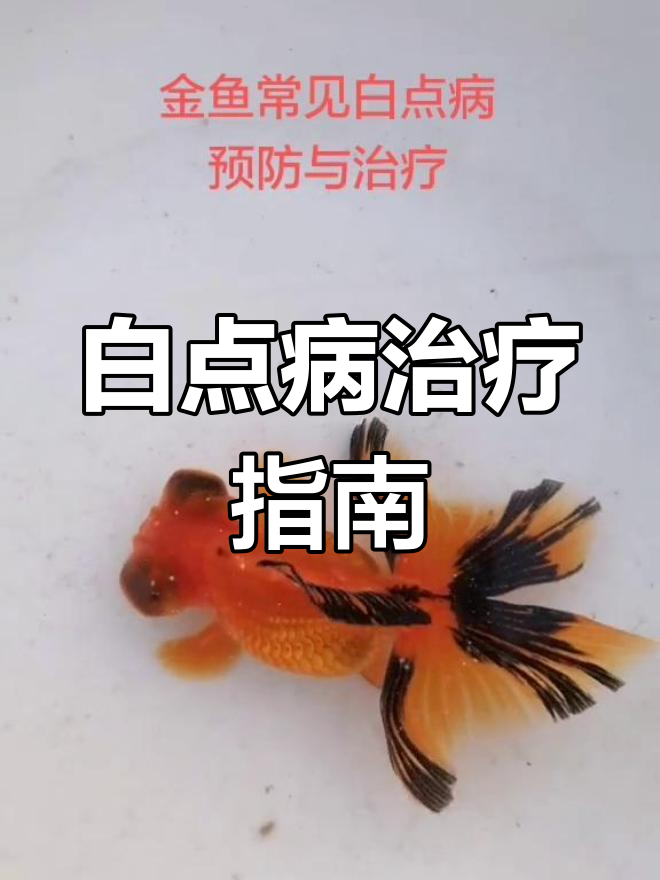 金鱼白点病症状与治疗方法详解