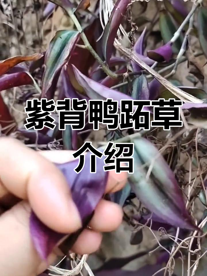 紫背鸭跖草:草本植物中的“竹叶活血丹”