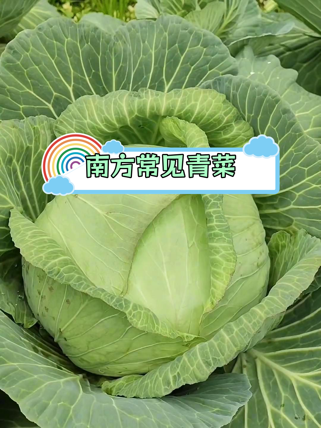 17种南方经典蔬菜,你认识几种?