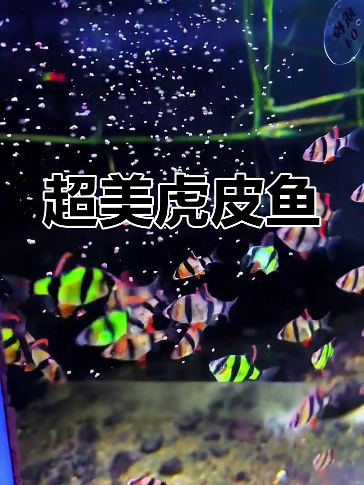 颜值爆表的虎皮鱼,黄金配色超惊艳!