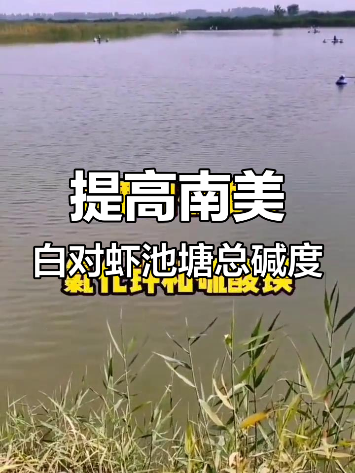 南美白对虾池塘总碱度提升技巧,小苏打与微量元素配合使用