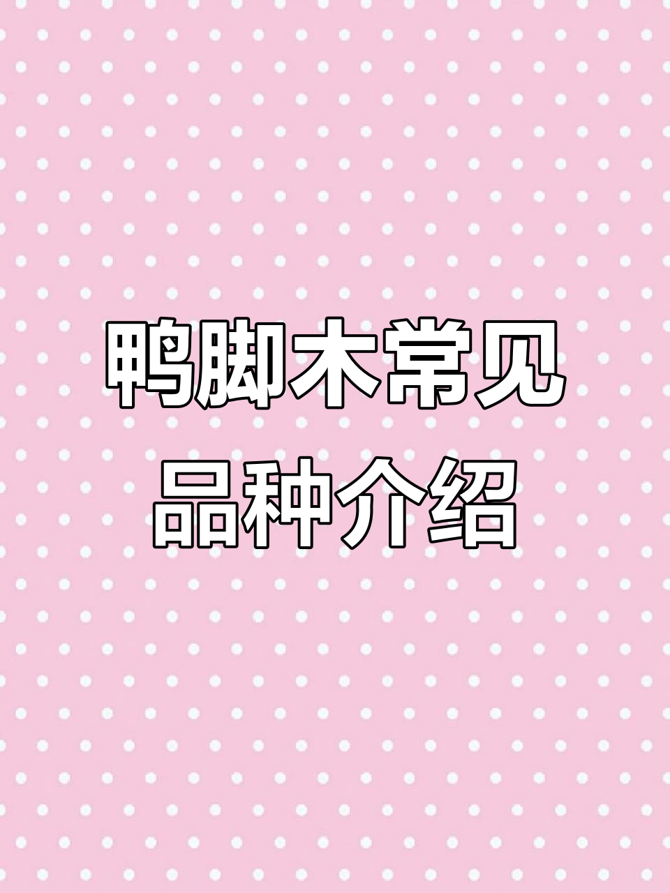 鸭脚木品种大揭秘：从黄绿到台湾高山，全解析