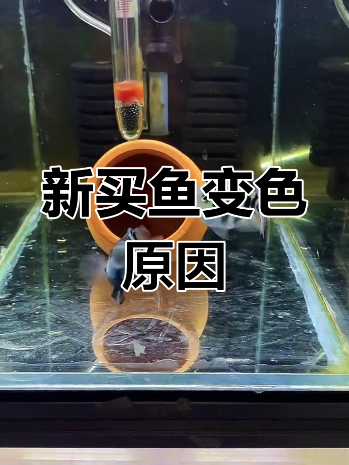 为什么网上买的鱼颜色变淡了