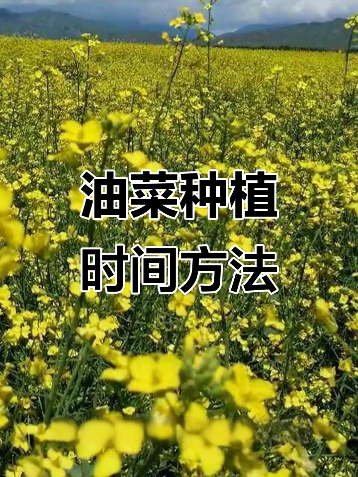 油菜种植技巧:冬季与春季的最佳时机与方法