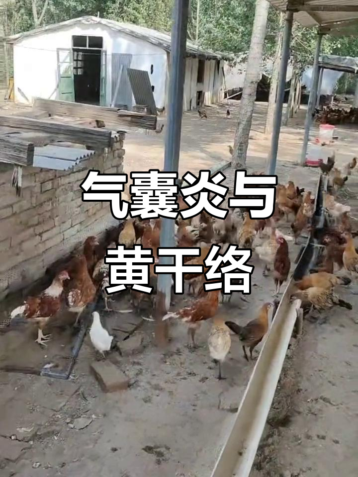 河北衡水气囊炎严重,黄色干酪物影响健康