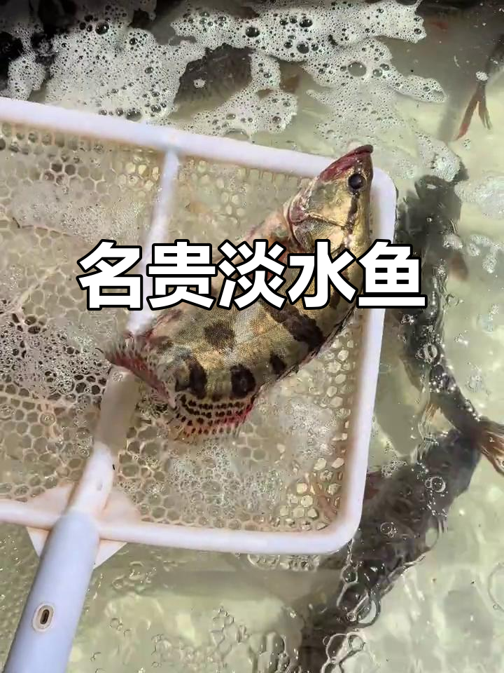鳌花鱼，四大淡水名鱼之一，外形独特如艺术品