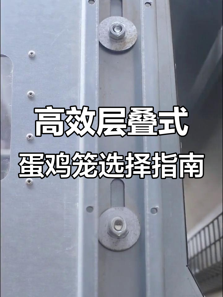 选择层叠式蛋鸡笼的技巧，提升养殖效率与健康