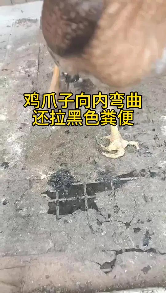 鸡爪子向内弯曲,鸡群还拉黑色粪便,咋回事?李莉讲养殖 李莉聊养殖 李莉分享养殖 坏死性肠炎
