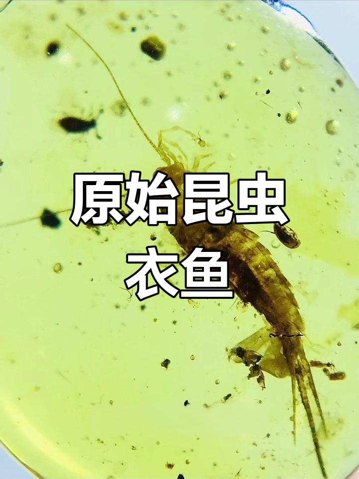 衣鱼:缅甸琥珀中的古老昆虫