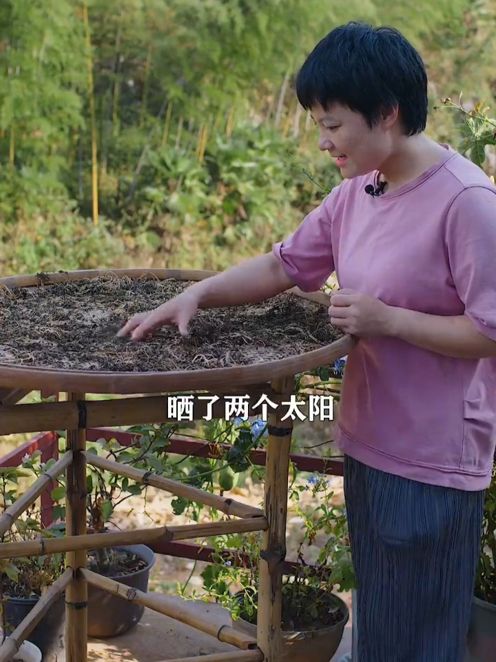 野菜马齿苋做成梅干菜,蒸五花肉吃好香!