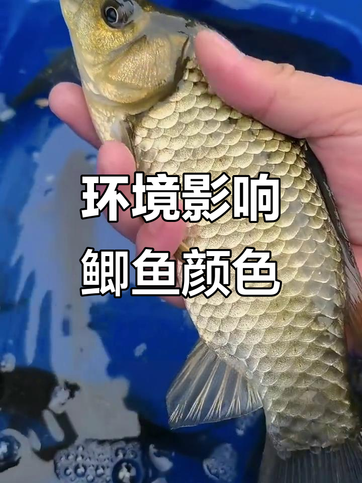 野生鲫鱼颜色揭秘:环境决定体色,金黄色真的是野生的吗?