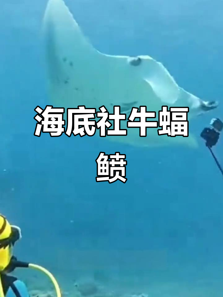 蝠鲼魔鬼鱼跃出水面,搞笑翻天惊呆游客