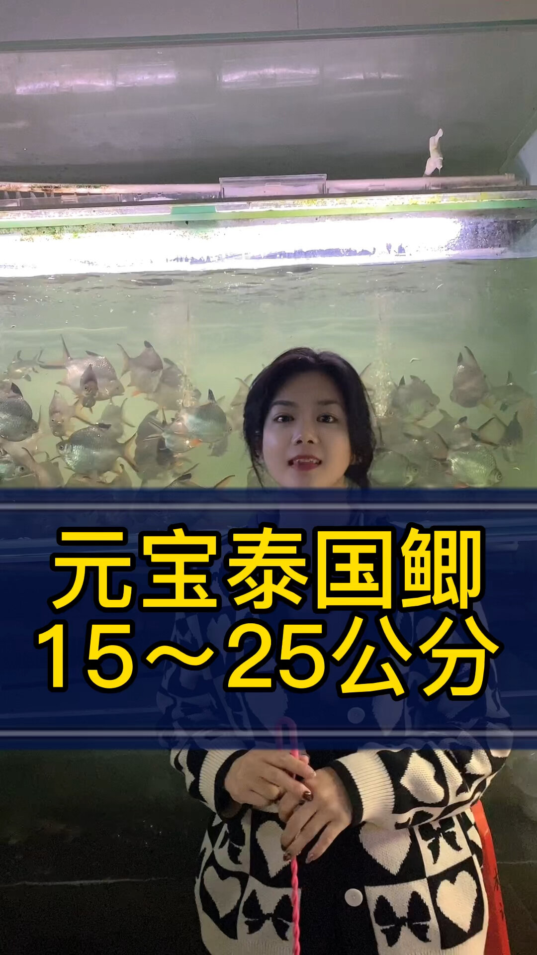 0号元宝鲫15~20公分