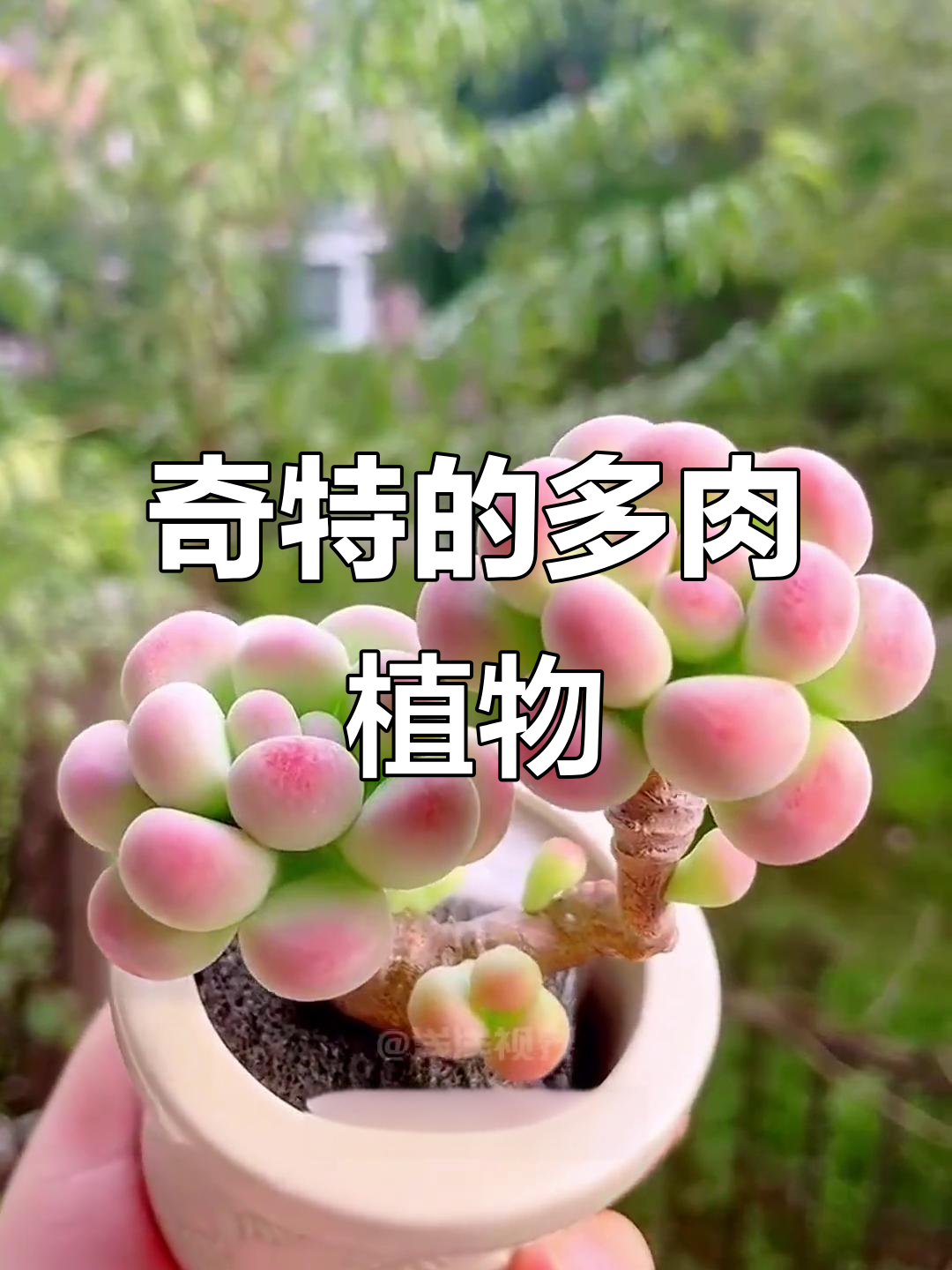 这些多肉植物的外形太奇特了,像手指、嘴唇和水晶一样