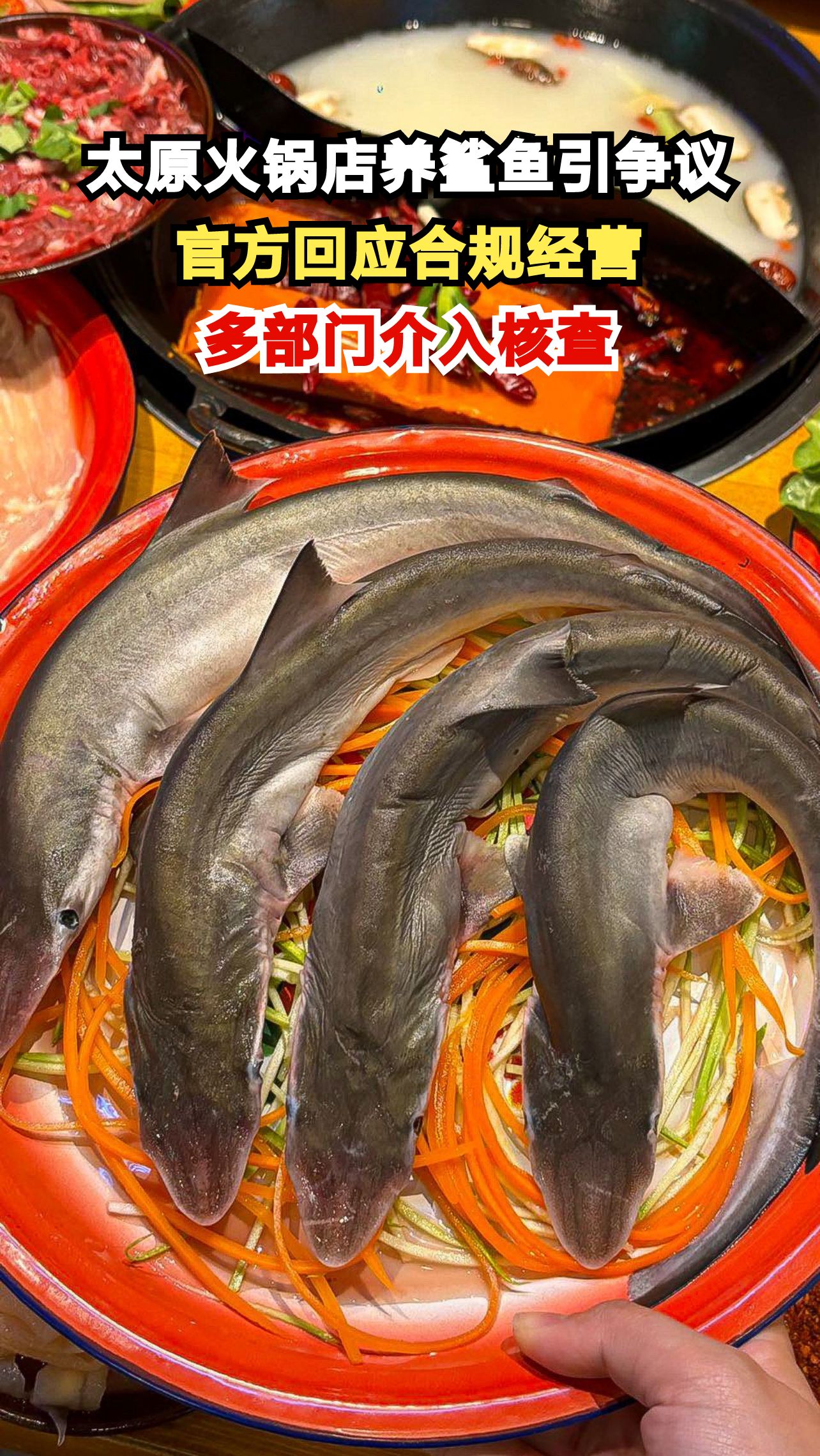 火锅店养鲨鱼引争议,官方回应:合规经营但环境堪忧,你怎么看?