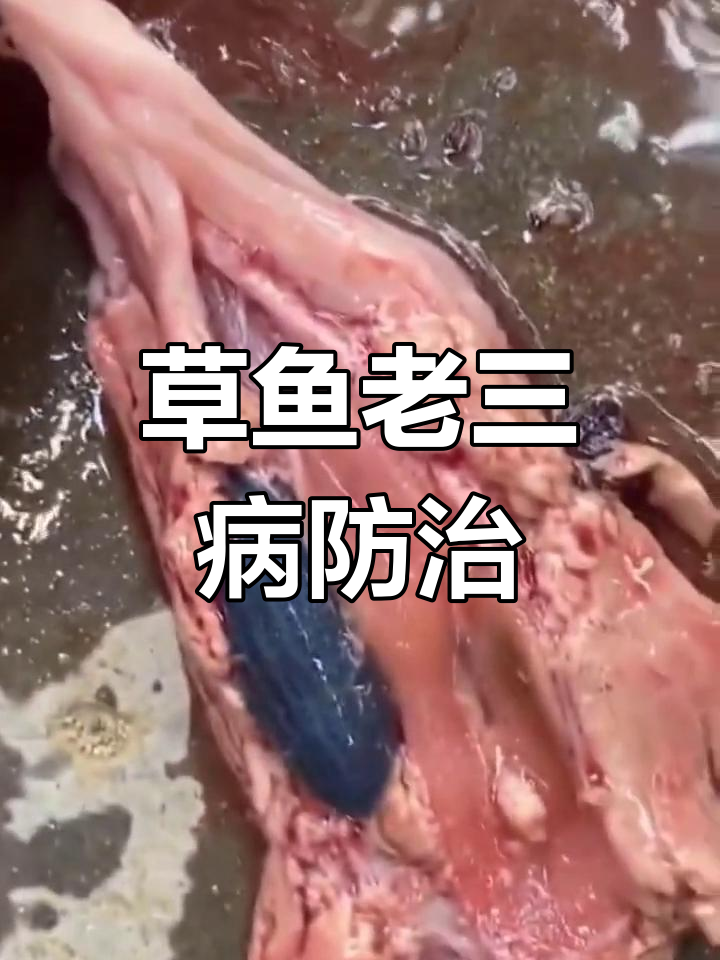 草鱼常见病防治方法