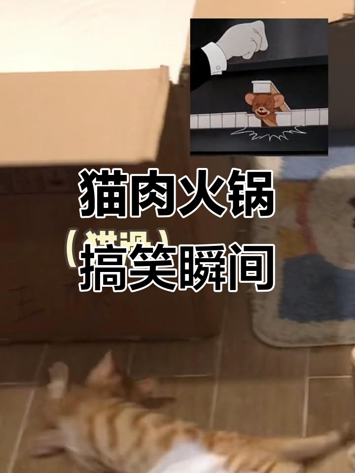 猫咪火锅大作战,萌宠变身“火炉厨师”