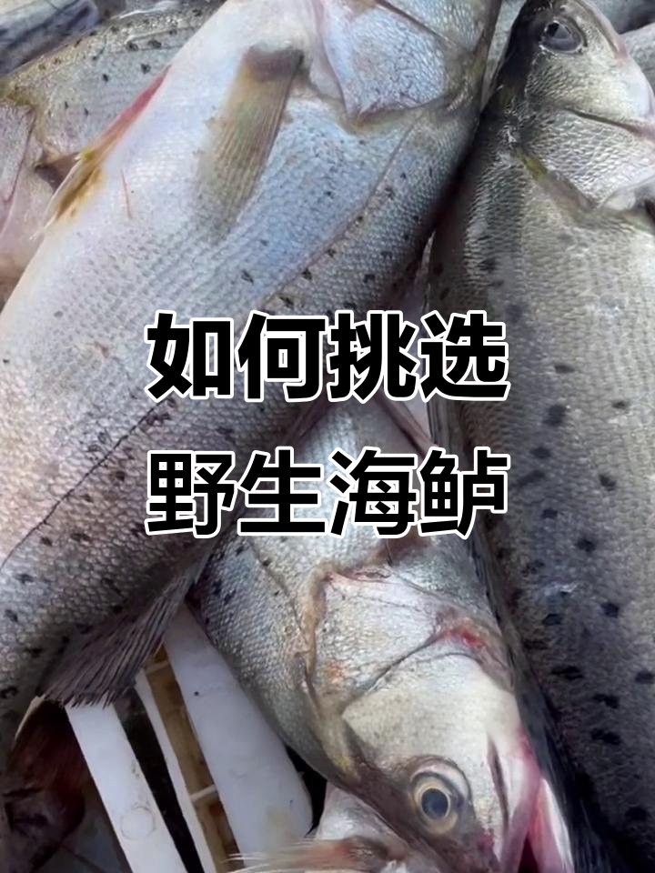 分辨野生与养殖海鲈鱼,颜色斑点有玄机