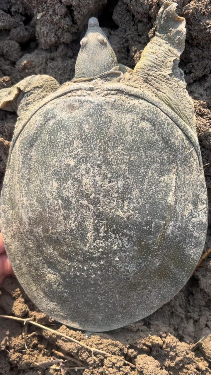 快速分辨甲鱼公母