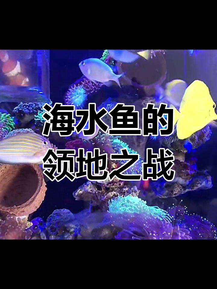 海水鱼领地争夺激烈,选缸顺序至关重要!