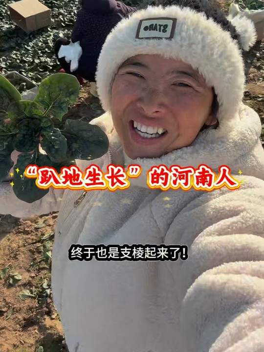 河南趴地菠菜，你知道它为啥“趴地生长”吗