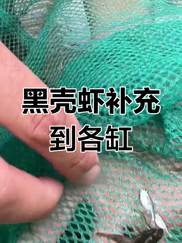 迷你虎头鲨与黑壳虾的鱼缸生活