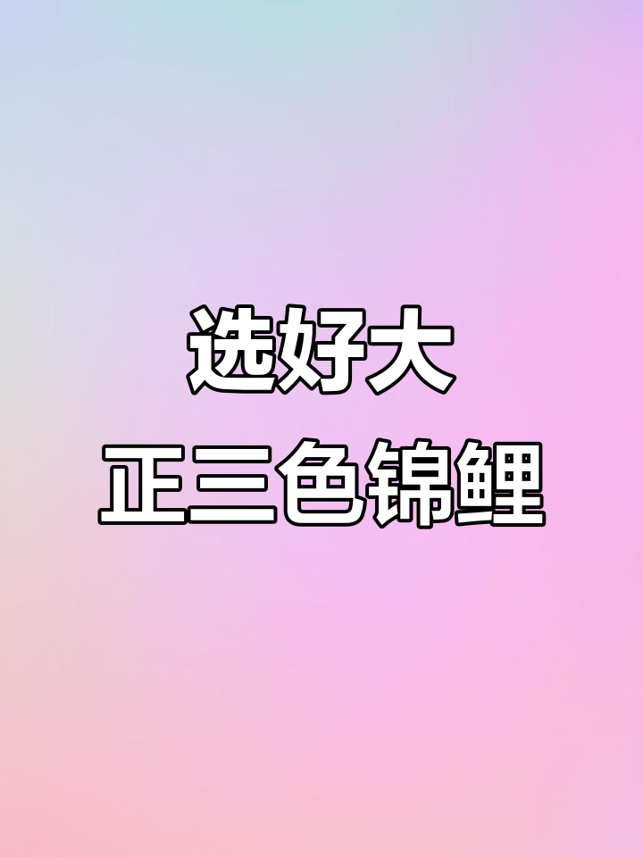 如何挑选大正三色锦鲤?色泽与花纹全解析