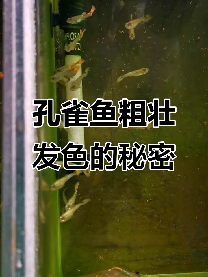 孔雀鱼发色变化大揭秘,19天公母已可分辨