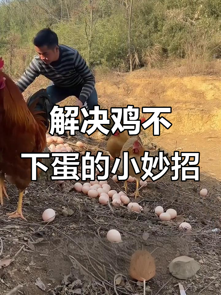 秋冬鸡不下蛋?教你一个简单方法让鸡蛋捡不完