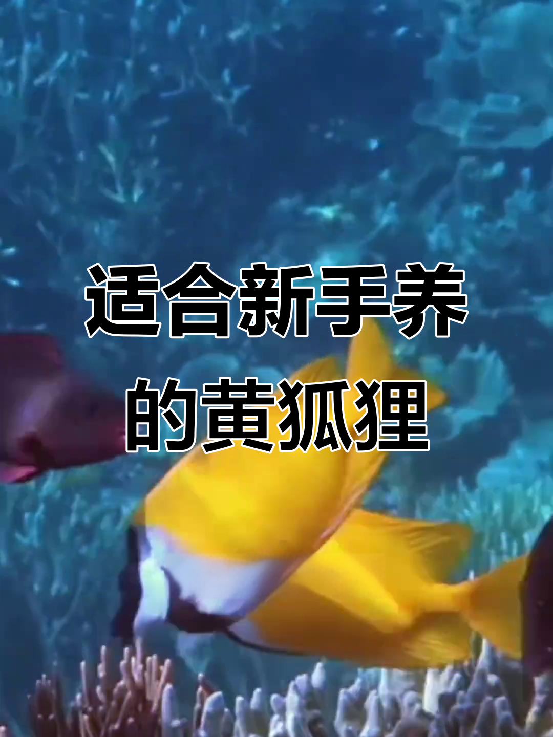 黄狐狸鱼:最适合新手的海洋宠物,胆小却百搭