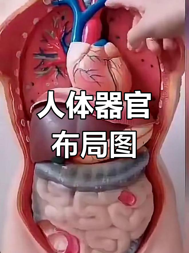 人体器官分布全解析:从咽喉到膀胱的详细解剖